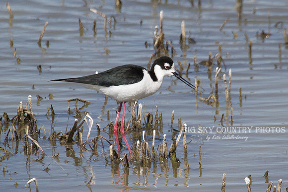 Male Black-necked Stilt In Profile