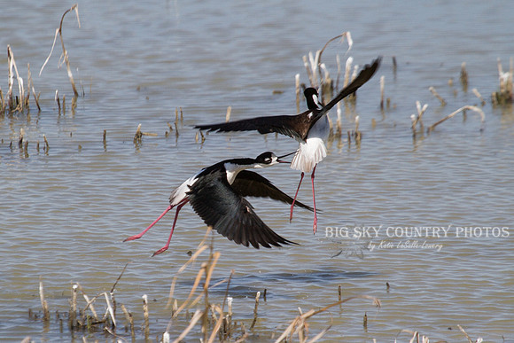 a black-necked stilt bits the tail feathers of another - both in flight