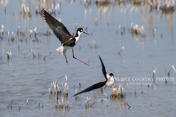 Black-necked stilts, pink legs akimbo, in some aerial antics