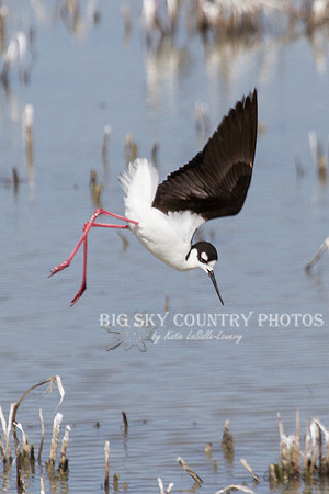 A black-necked stilt in a diving posture.