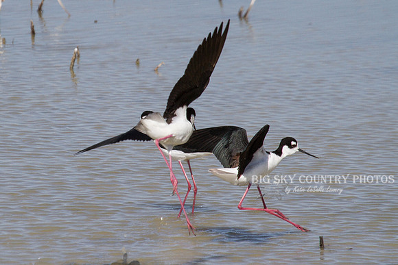 black-necked stilts