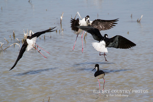 A black-necked stilt defends his catch (a small minnow) from three would-be thieves