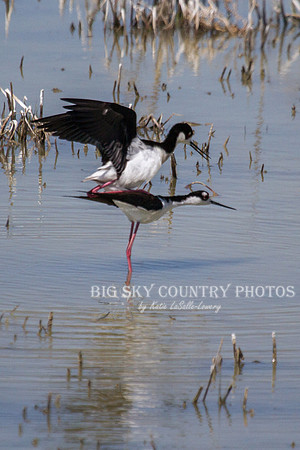Copulating Black-necked stilts
