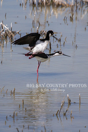 Copulating Black-necked stilts 2
