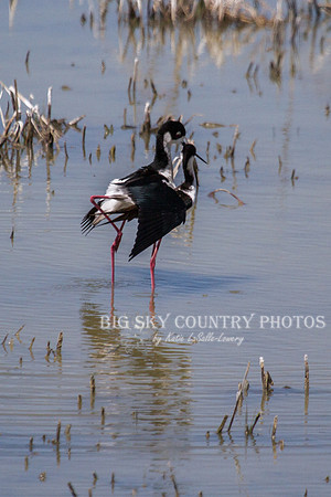 Tandem Black-necked Stilts