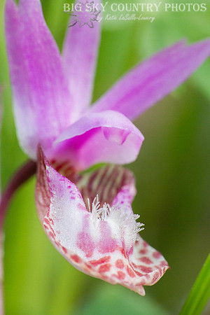 fairy slipper orchid / calypso orchid closeup