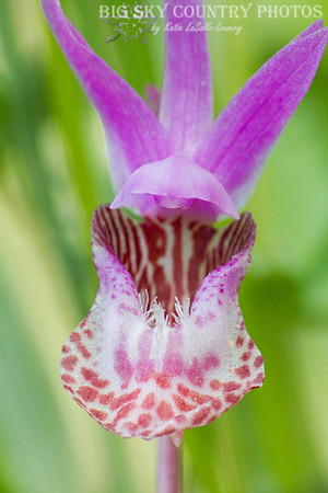 fairy slipper orchid / calypso orchid closeup