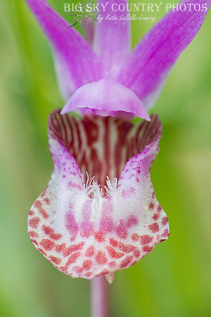 fairy slipper orchid / calypso orchid closeup