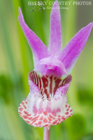fairy slipper orchid / calypso orchid closeup