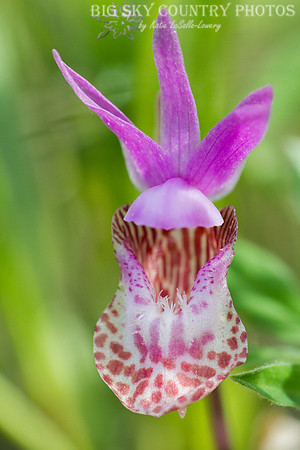 fairy slipper orchid / calypso orchid closeup