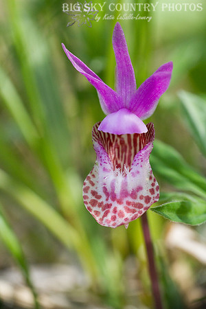 fairy slipper orchid / calypso orchid closeup