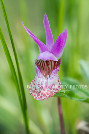 fairy slipper orchid / calypso orchid closeup