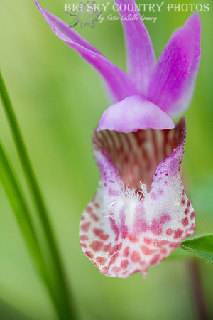fairy slipper orchid / calypso orchid closeup