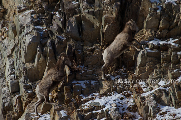 Bonner Bighorn Herd December 2014 -3