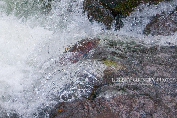 Leap of Faith 5