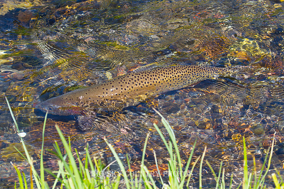 Yellowstone Cutthroat Trout Rock Skimming