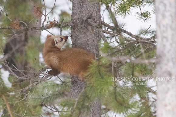 Lucky Strike - Pine Marten 4