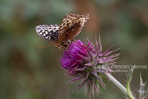Butterfly on Musk Thistle