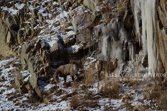 Bonner Bighorn Herd December 2014 -10