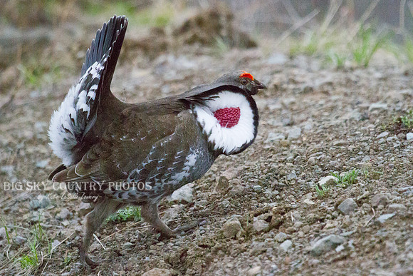 Struttin' His Stuff 1