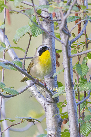Common Yellowthroat -4