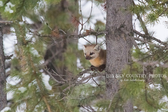 Lucky Strike - Pine Marten 16