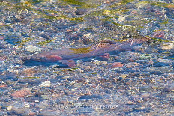 Yellowstone Cutthroat Trout in Trout Lake Inlet 2
