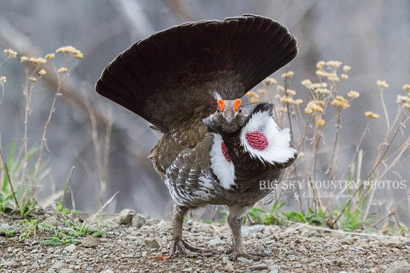 dusky grouse male in courtship display with air bladders inflated and eye combs raised and vibrantly colored