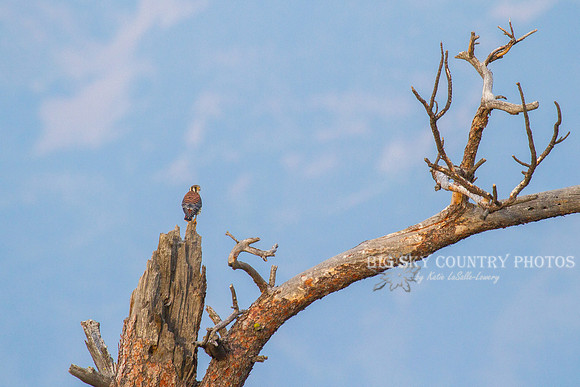 American Kestrel on Snag