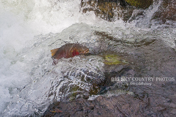 Leap of Faith 8