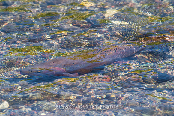 Yellowstone Cutthroat Trout in Trout Lake Inlet