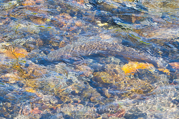 Cutthroat Trout Camo Abstract 2