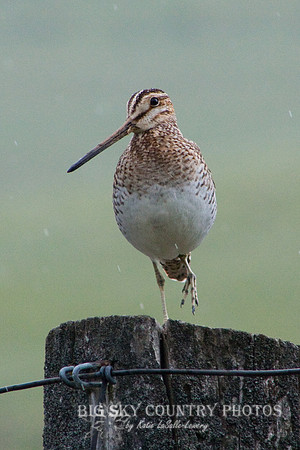 Wilson's snipe standing on one foot on a fence pole in falling rain