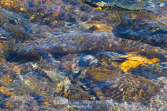 Cutthroat Trout Camo Abstract