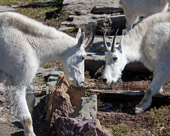 billy mountain goats facing off