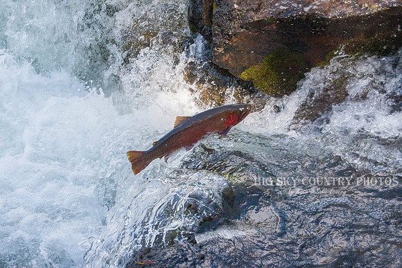 Leap of Faith 9
