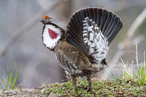 Struttin' His Stuff 2