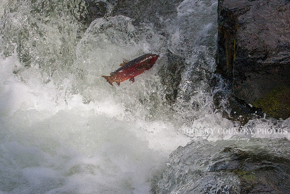 Leap of Faith 4
