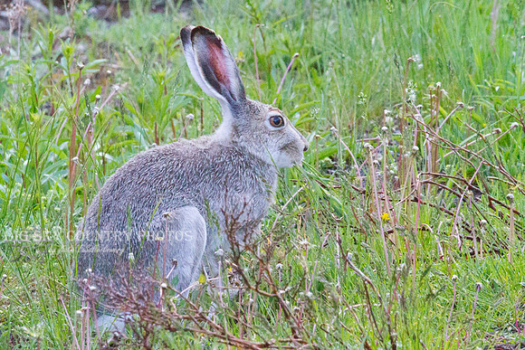 Summer white-tailed jackrabbit 1