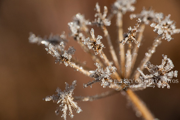 frost covered wild flowers and foliage