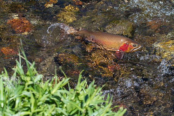 Yellowstone Cutthroat Trout Rock Skimming 2