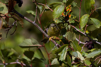 MacGillivray's Warbler - Fall Migration -2