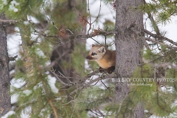 Lucky Strike - Pine Marten 12