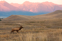 Mission Mountain Wapiti