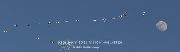 tundra (whistling) swans fly in vee formation past the almost full moon in the evening sky