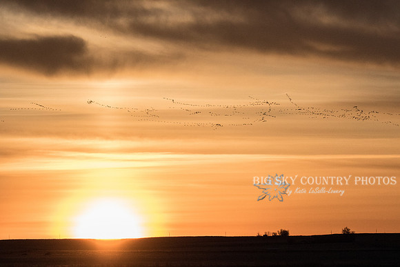sunrise with snow geese flying over the sun