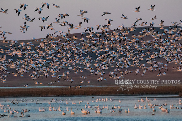 A flight of snow geese takes of from a pond in the Freezout Lake area as the sun rises