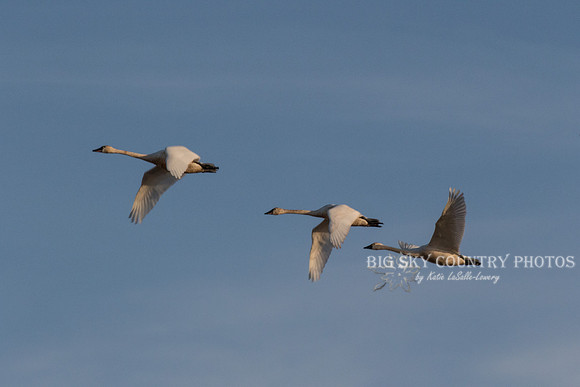 A trio of tundra swans in an evening flight