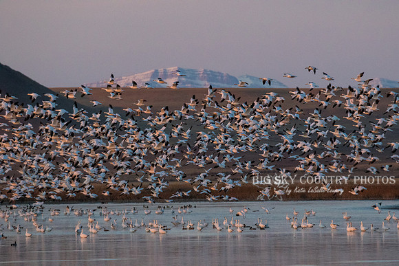 A flight of snow geese takes of from a pond in the Freezout Lake area as the sun rises