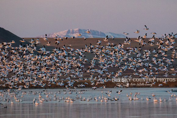 A flight of snow geese takes of from a pond in the Freezout Lake area as the sun rises